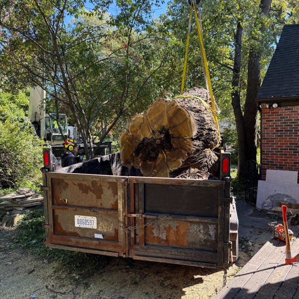 large-tree-removal-service-oakland-michigan